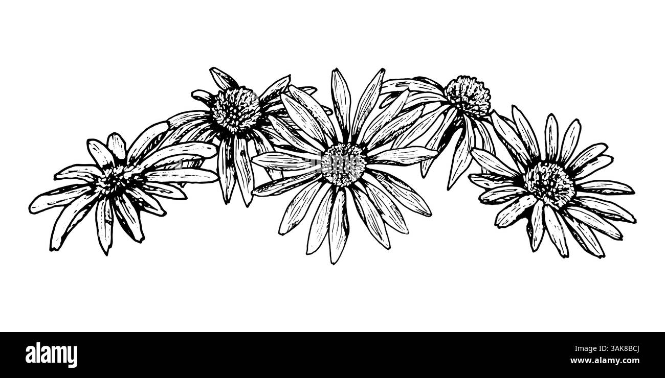 Disegno a inchiostro bianco e nero di una ghirlanda floreale con fiori simili a margherita in fiore. Può rappresentare echinacea, calendula, camomilla o rudbeckia. Ideale per Illustrazione Vettoriale