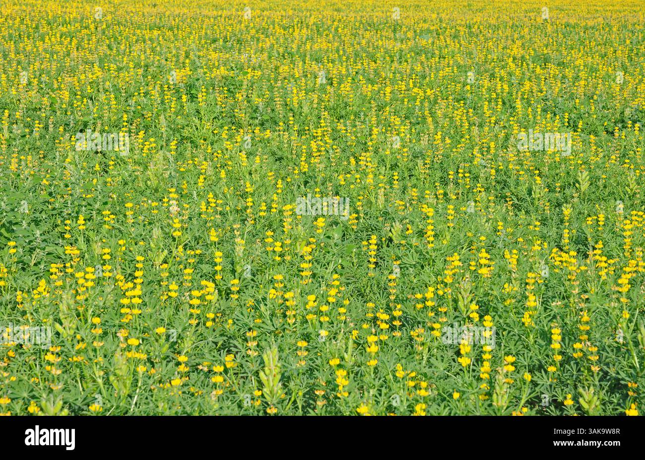 Prodotto di lupini agricoli. Foto Stock