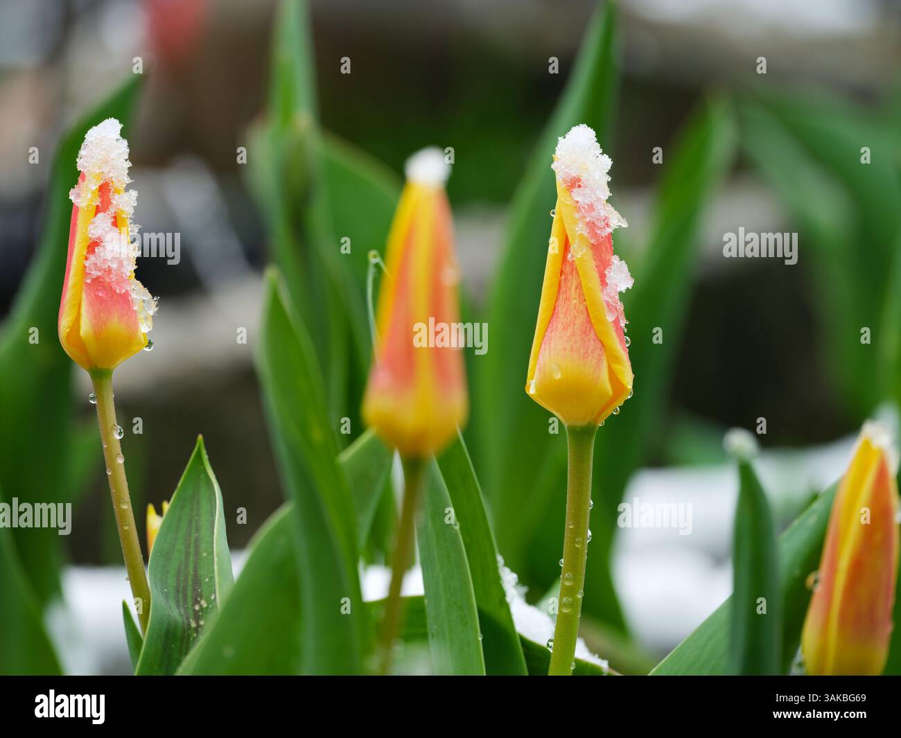 Tulipani innevati in un giardino. Primo piano. Foto Stock