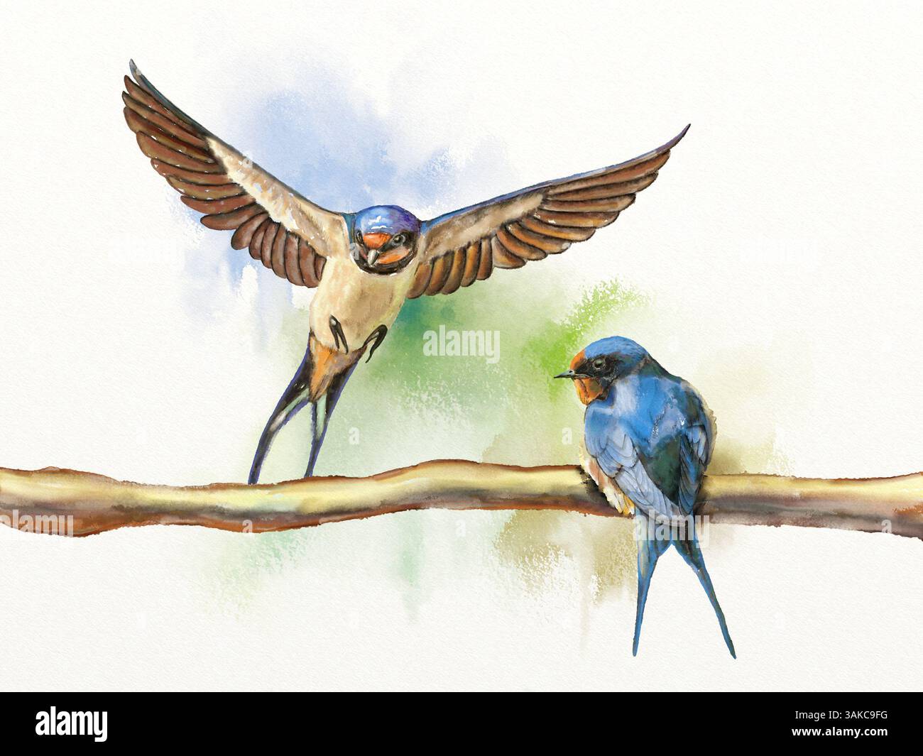 Due rondini di stalla, una che poggia su un ramo e un'altra che atterra sullo stesso ramo. Illustrazione digitale ad acquerello. Foto Stock