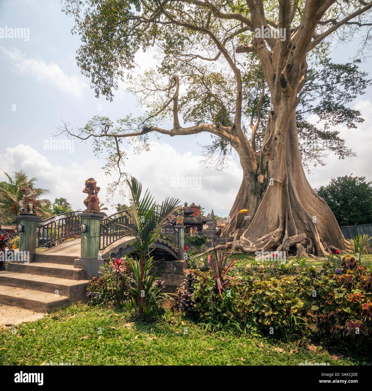 Maestoso albero antico di Banyan in un tranquillo giardino a Bali Foto Stock