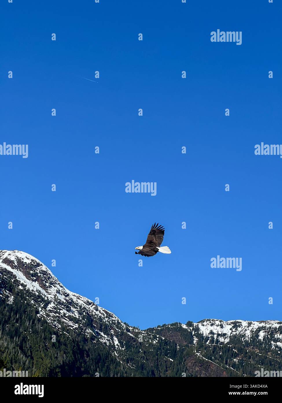 Un'aquila calva si innalza sopra le montagne innevate, scivolando senza sforzo contro un cielo azzurro brillante. Un potente simbolo di libertà e natura selvaggia - Immagine stock catturata con smartphone