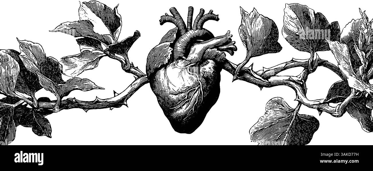 Illustrazione botanica incisa di cuore sanguinante con fogliame - anatomia artistica della natura. Illustrazione Vettoriale