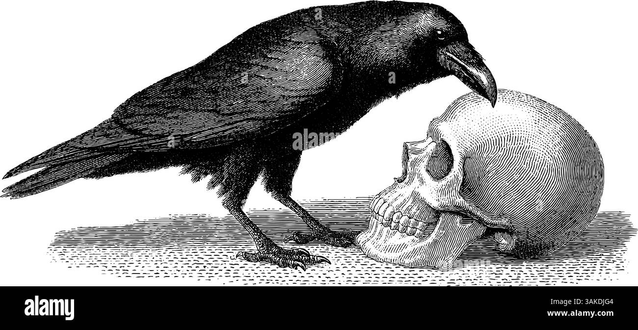Illustrazione incisa di un corvo arroccato su un teschio umano che simboleggia il mistero e temi gotici. Illustrazione Vettoriale Illustrazione incisa di un corvo arroccato su un teschio umano che simboleggia il mistero e temi gotici. Illustrazione Vettoriale