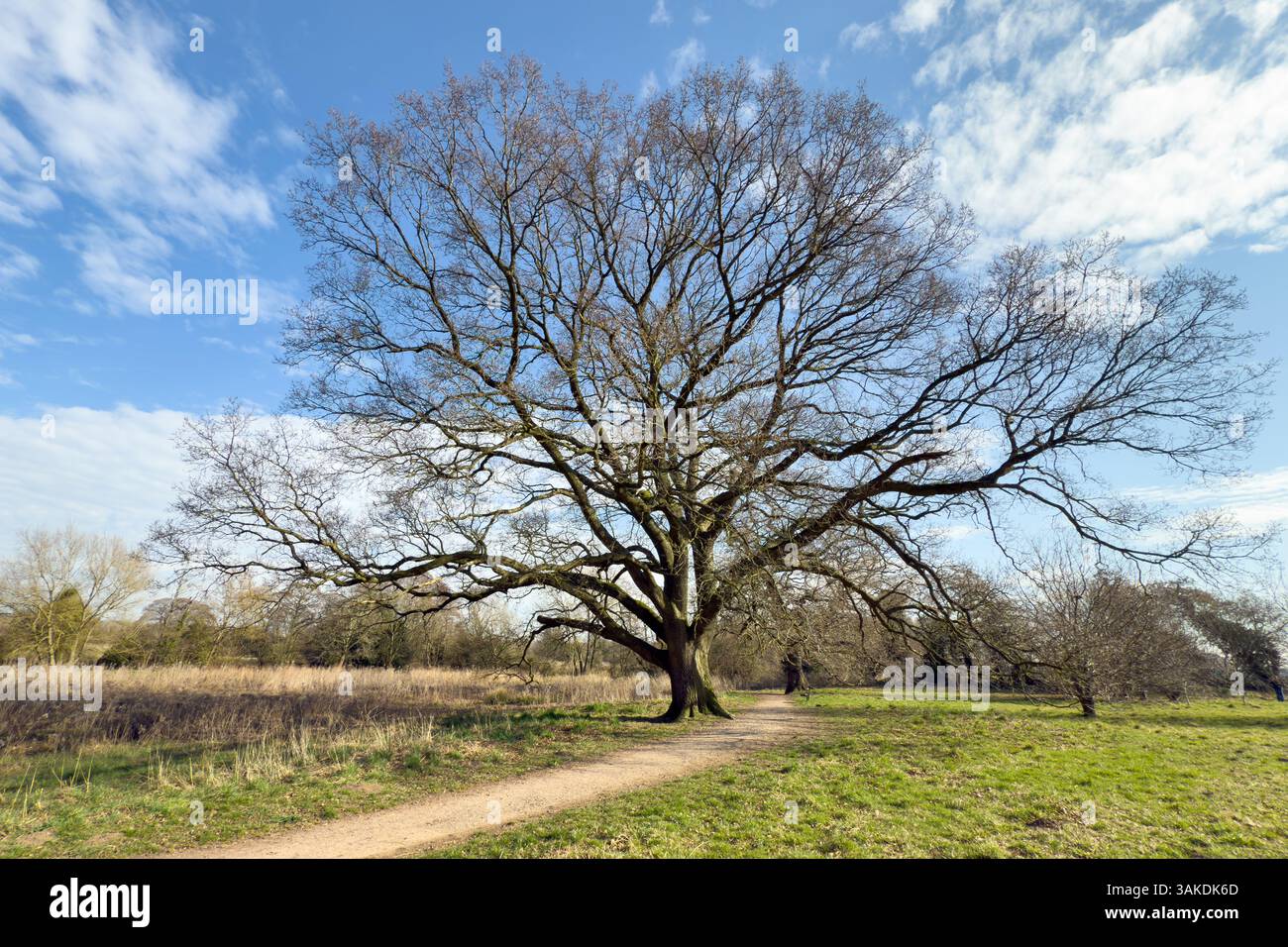Quercia antica inglese matura in primavera lungo il sentiero del parco Foto Stock
