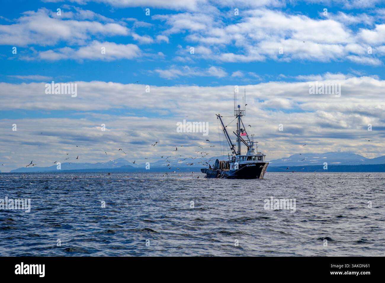 La scialuppa MV Nita Maria conduce la pesca di aringa del Pacifico vicino a Denman Island, British Columbia, 5 marzo 2024 Foto Stock
