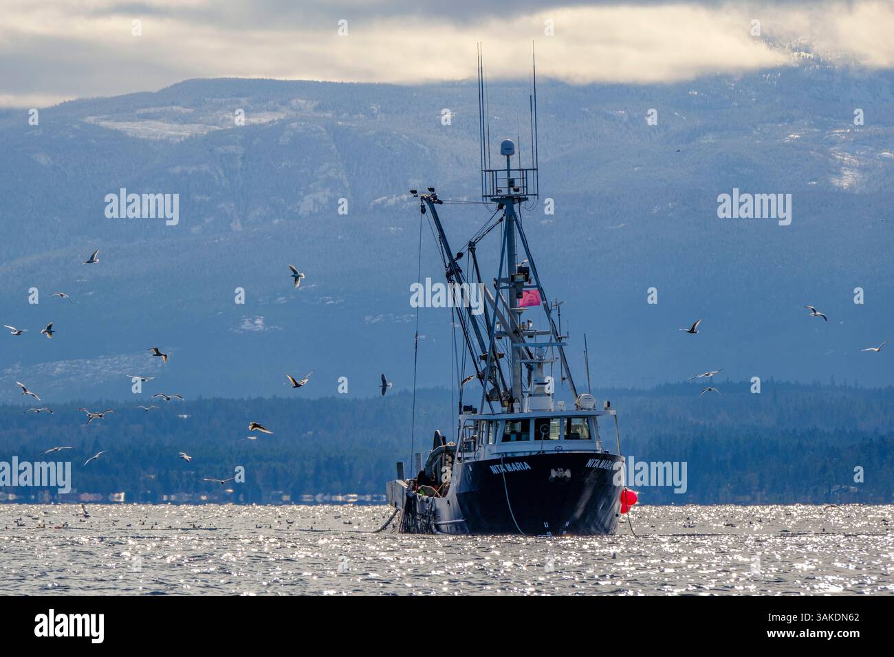 La scialuppa MV Nita Maria conduce la pesca di aringa del Pacifico vicino a Denman Island, British Columbia, 5 marzo 2024 Foto Stock