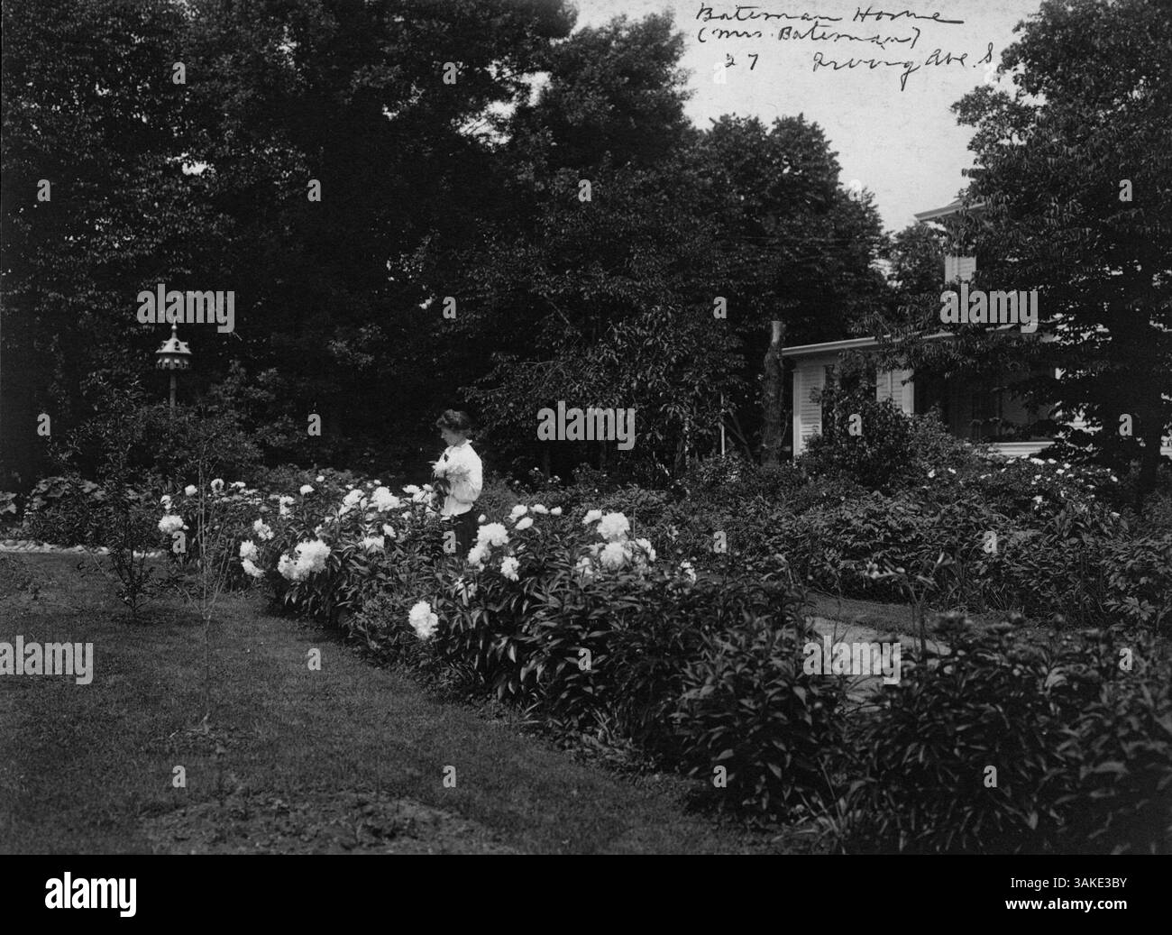 La signora Ernest Bateman si occupa dei suoi fiori di peonia nei Bateman House Gardens, mostrando la bellezza delle composizioni floreali del giardino. Foto Stock