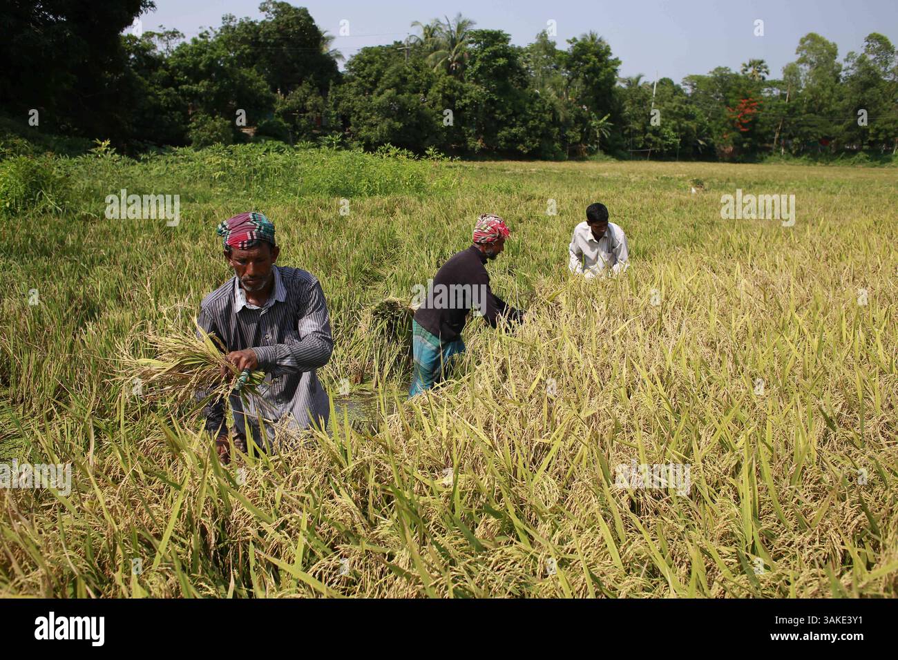 12 maggio 2017 - Munshiganj, Bangladesh - gli agricoltori del Bangladesh raccolgono il risone dopo il raccolto a Munshiganj, Bangladesh, 12 maggio 2017. Il riso è il cibo principale del popolo bengalese e quasi il 50 per cento della popolazione rurale bengalese è coinvolto nella coltivazione del riso. Il settore della coltivazione del riso contribuisce a più della metà del PIL agricolo. (Immagine di credito: © Suvra Kanti Das via ZUMA Wire) Foto Stock