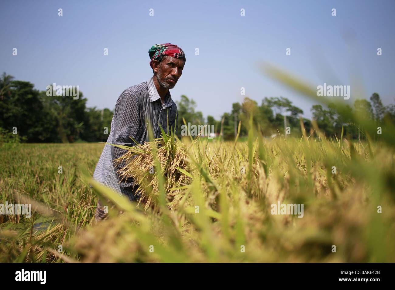 12 maggio 2017 - Munshiganj, Bangladesh - Un agricoltore bengalese raccoglie il risone dopo il raccolto a Munshiganj, Bangladesh, 12 maggio 2017. Il riso è il cibo principale del popolo bengalese e quasi il 50 per cento della popolazione rurale bengalese è coinvolto nella coltivazione del riso. Il settore della coltivazione del riso contribuisce a più della metà del PIL agricolo. (Immagine di credito: © Suvra Kanti Das via ZUMA Wire) Foto Stock