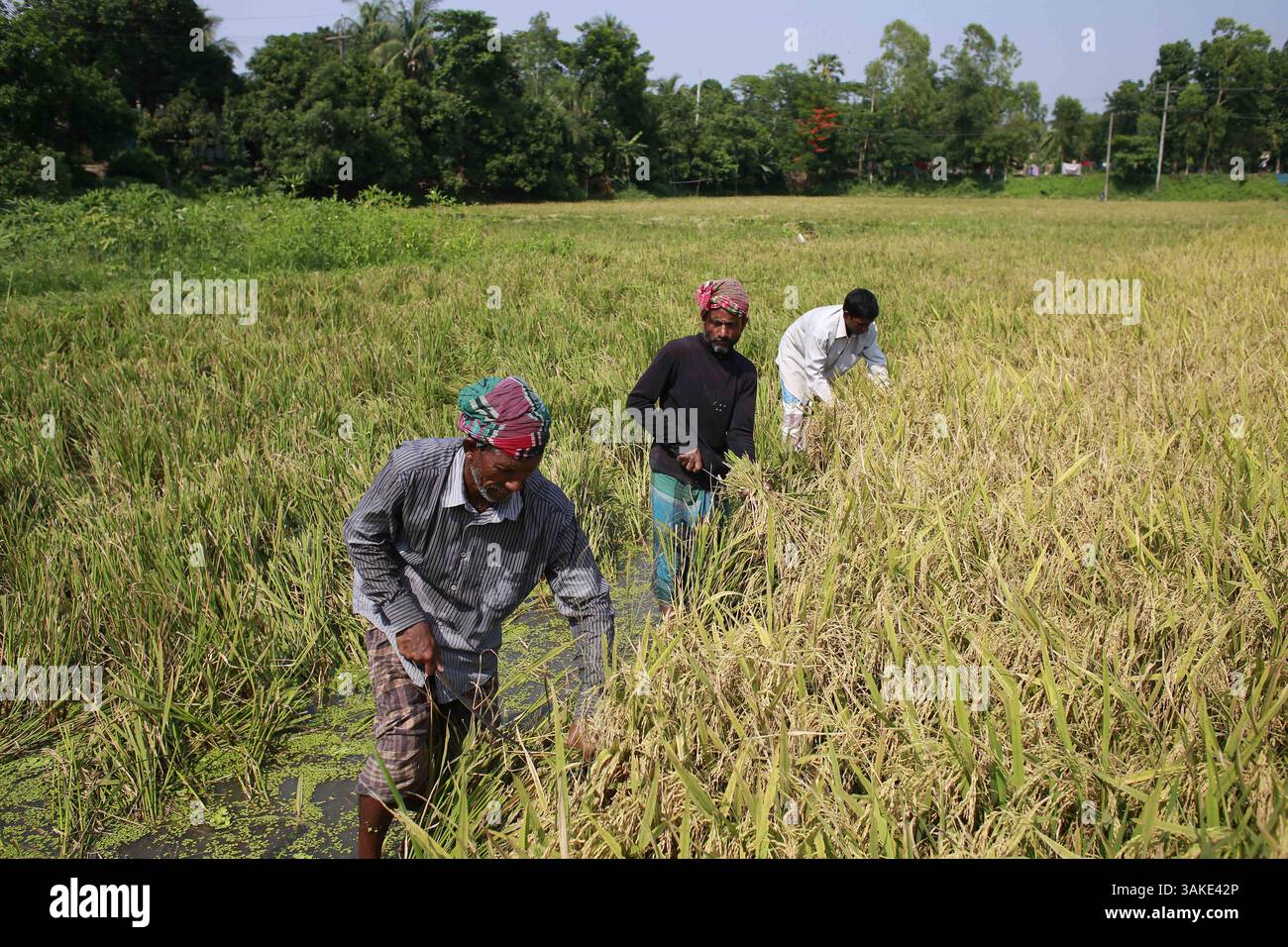 12 maggio 2017 - Munshiganj, Bangladesh - gli agricoltori del Bangladesh raccolgono il risone dopo il raccolto a Munshiganj, Bangladesh, 12 maggio 2017. Il riso è il cibo principale del popolo bengalese e quasi il 50 per cento della popolazione rurale bengalese è coinvolto nella coltivazione del riso. Il settore della coltivazione del riso contribuisce a più della metà del PIL agricolo. (Immagine di credito: © Suvra Kanti Das via ZUMA Wire) Foto Stock