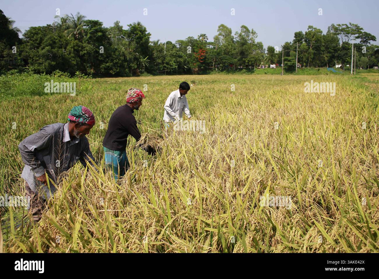 12 maggio 2017 - Munshiganj, Bangladesh - gli agricoltori del Bangladesh raccolgono il risone dopo il raccolto a Munshiganj, Bangladesh, 12 maggio 2017. Il riso è il cibo principale del popolo bengalese e quasi il 50 per cento della popolazione rurale bengalese è coinvolto nella coltivazione del riso. Il settore della coltivazione del riso contribuisce a più della metà del PIL agricolo. (Immagine di credito: © Suvra Kanti Das via ZUMA Wire) Foto Stock