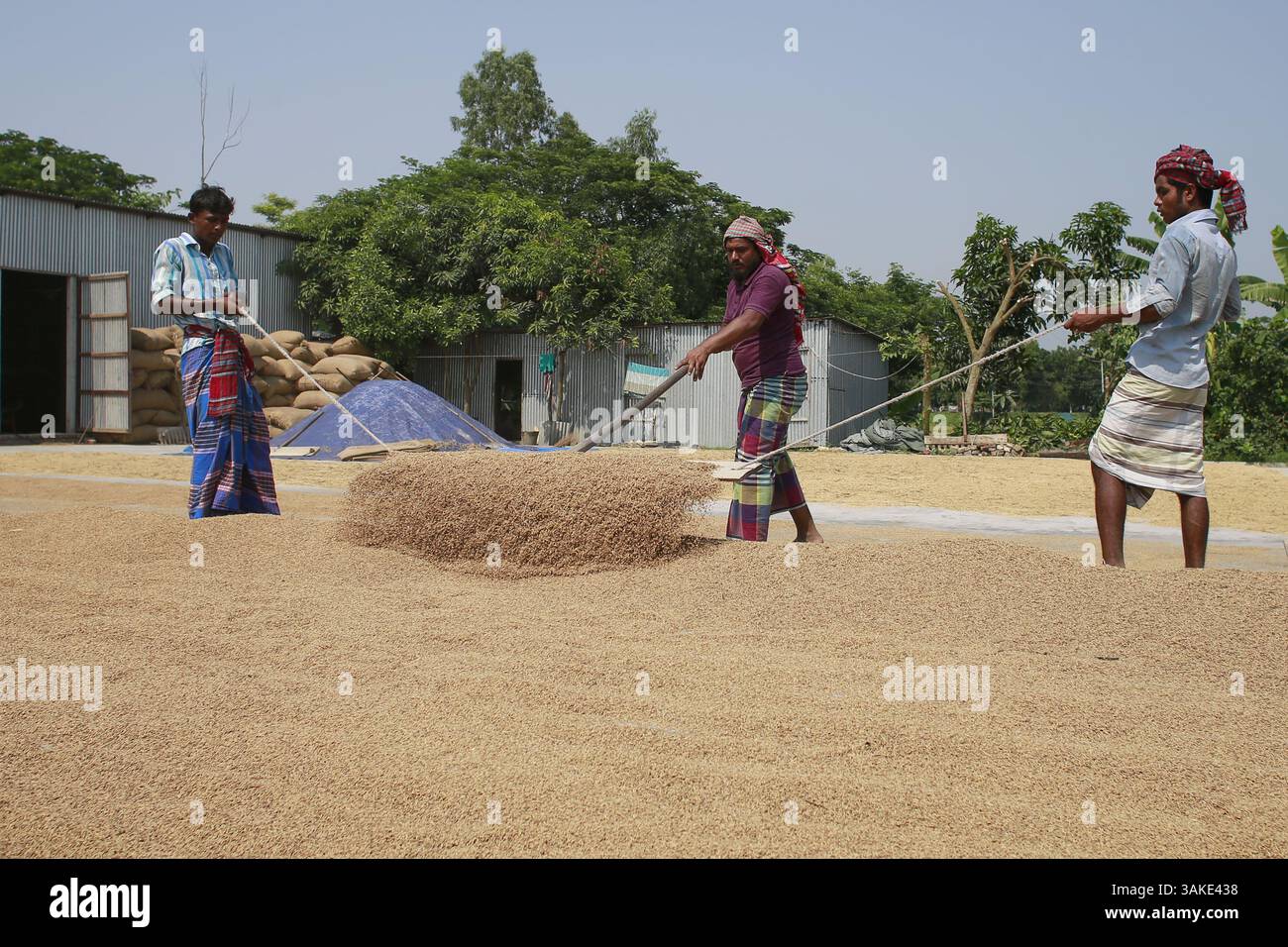 12 maggio 2017 - Munshiganj, Bangladesh - gli agricoltori del Bangladesh essiccano il risone sotto il sole a Munshiganj, Bangladesh, 12 maggio 2017. Il riso è il cibo principale del popolo bengalese e quasi il 50 per cento della popolazione rurale bengalese è coinvolto nella coltivazione del riso. Il settore della coltivazione del riso contribuisce a più della metà del PIL agricolo. (Immagine di credito: © Suvra Kanti Das via ZUMA Wire) Foto Stock