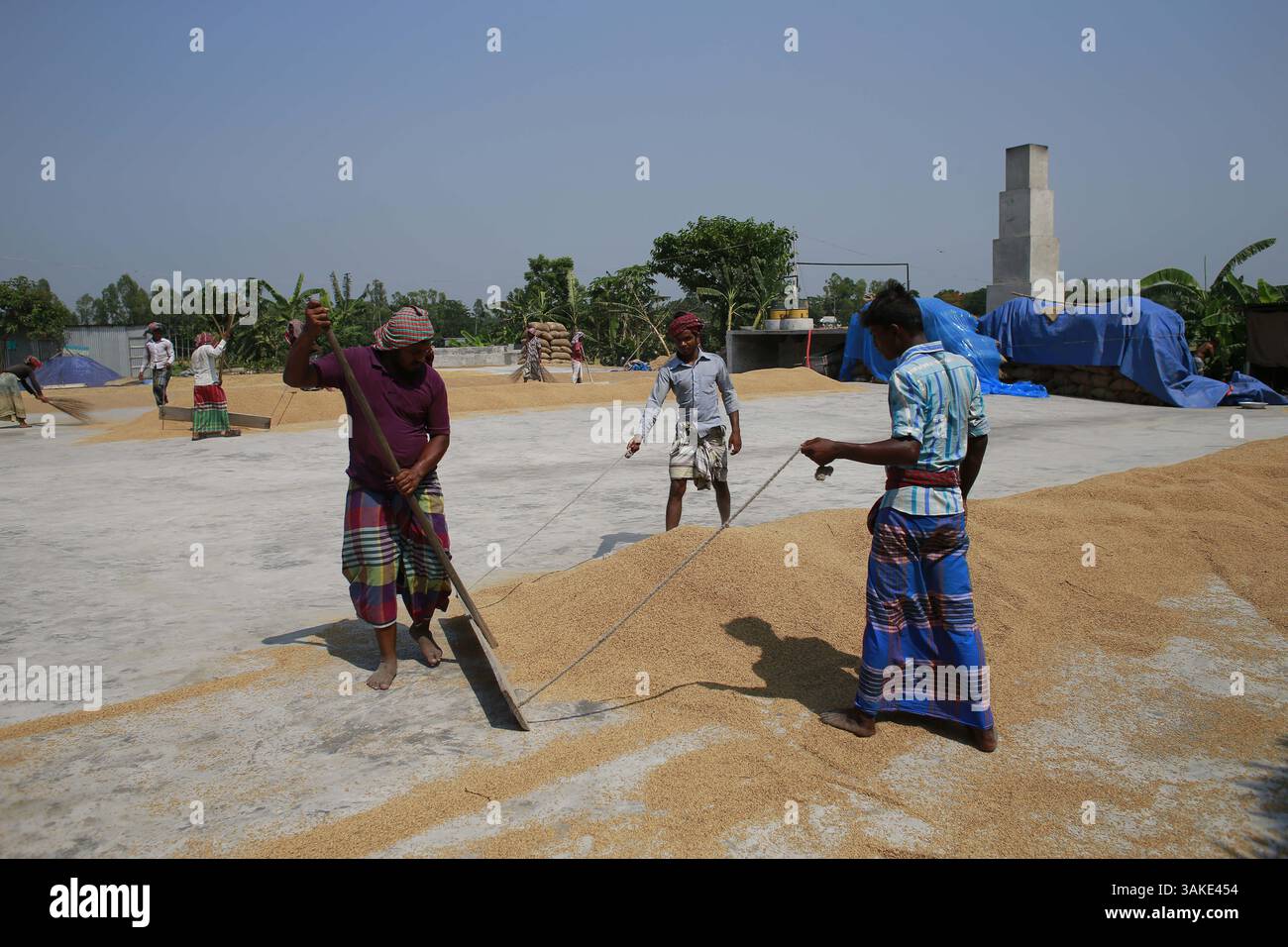 12 maggio 2017 - Munshiganj, Bangladesh - gli agricoltori del Bangladesh essiccano il risone sotto il sole a Munshiganj, Bangladesh, 12 maggio 2017. Il riso è il cibo principale del popolo bengalese e quasi il 50 per cento della popolazione rurale bengalese è coinvolto nella coltivazione del riso. Il settore della coltivazione del riso contribuisce a più della metà del PIL agricolo. (Immagine di credito: © Suvra Kanti Das via ZUMA Wire) Foto Stock