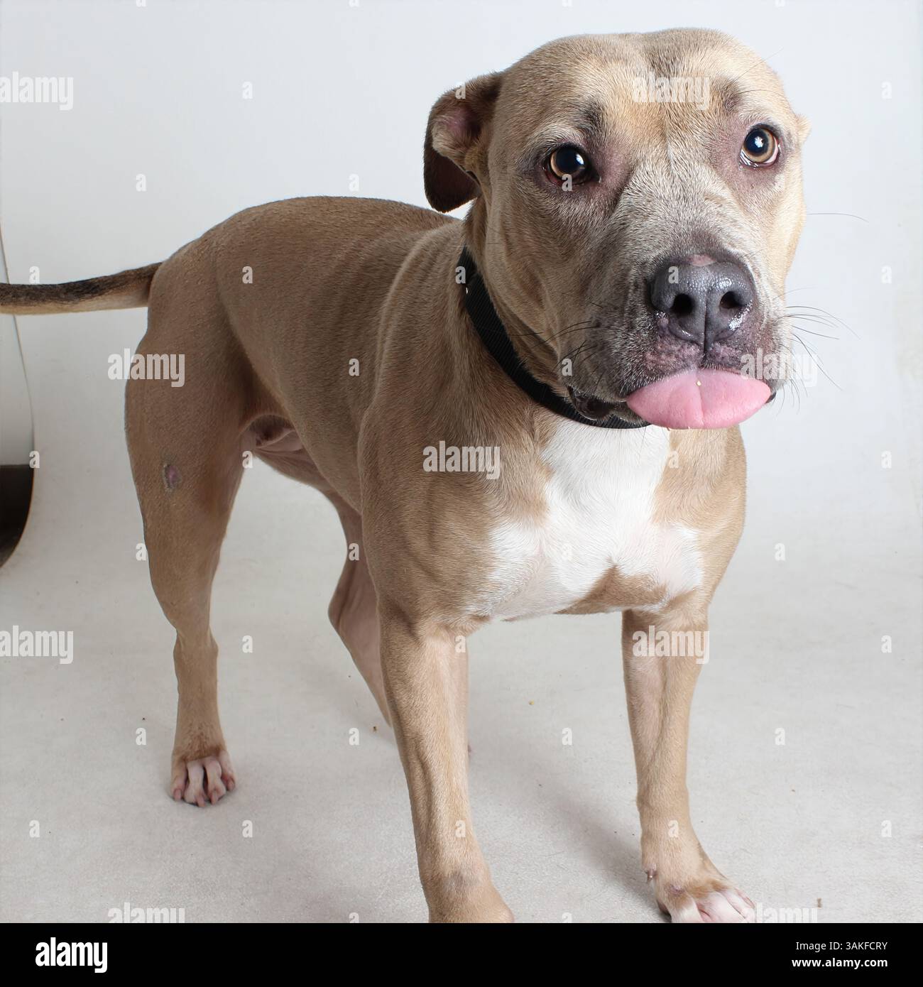 Cheeky Side-Eye: Un mix abbronzante di toro poggia sul pavimento di uno studio con la lingua leggermente fuori, occhi espressivi che guardano lateralmente Foto Stock