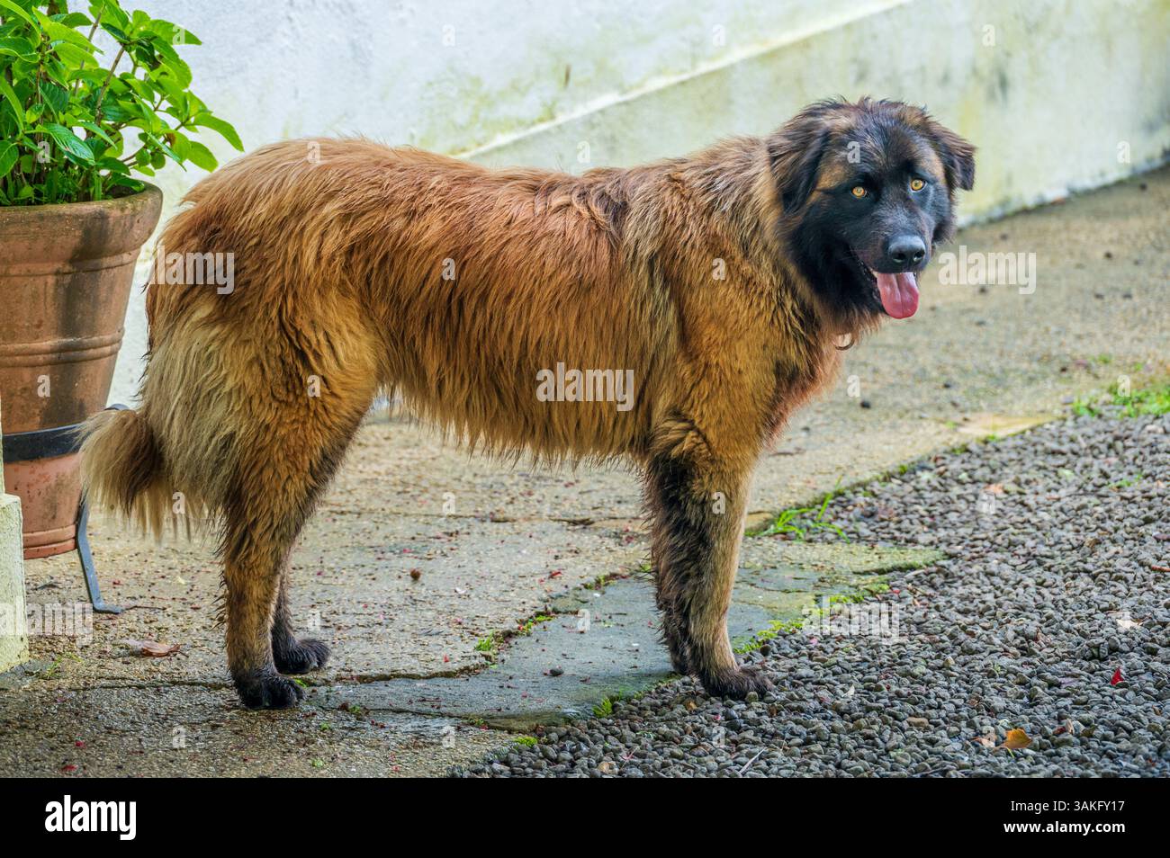 Un cane bagnato Serra da Estrela si erge su un patio con la lingua fuori, mostrando il suo cappotto rustico e spessa ed espressione calma. Foto Stock