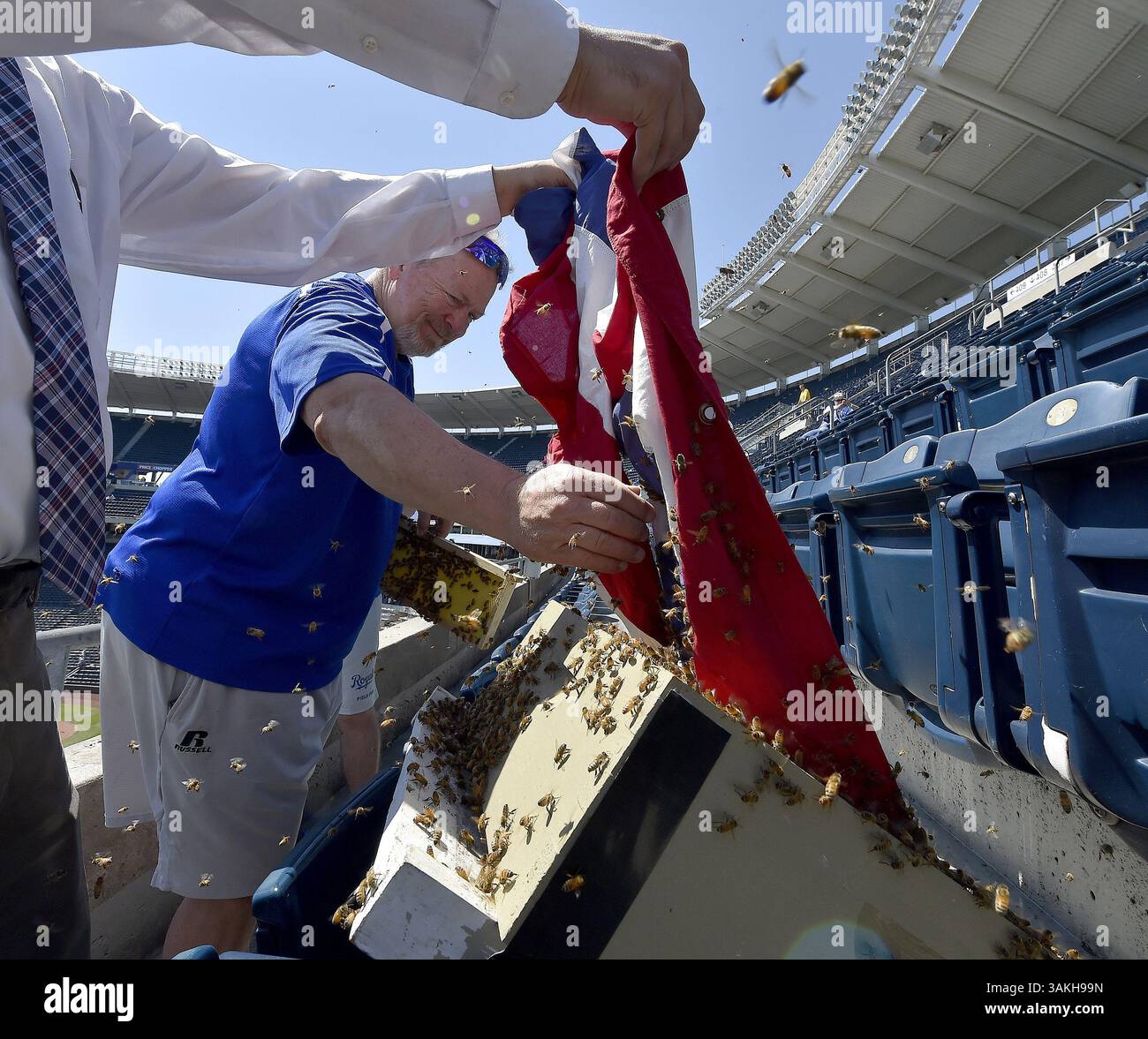 7 maggio 2017 - Kansas City, MO, USA - Jeff Diekmann, membro della banda di teloni dei Kansas City Royals, che è anche un apicoltore, aiuta a rimuovere uno sciame di api che ha deciso che il bunting del ponte superiore nello stadio era un buon posto per atterrare prima di una partita contro i Cleveland Indians domenica 7 maggio 2017 al Kauffman Stadium di Kansas City, Mo. (Immagine di credito: © John Sleezer/TNS via ZUMA Wire) Foto Stock