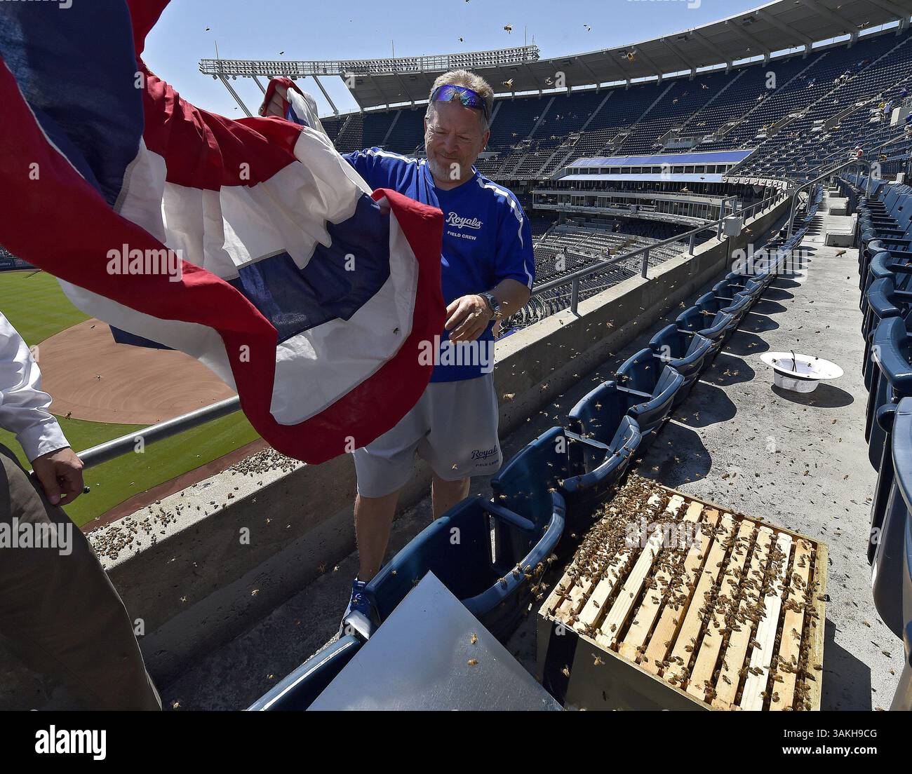 7 maggio 2017 - Kansas City, MO, USA - Jeff Diekmann, membro della banda di teloni dei Kansas City Royals, che è anche un apicoltore, aiuta a rimuovere uno sciame di api che ha deciso che il bunting del ponte superiore nello stadio era un buon posto per atterrare prima di una partita contro i Cleveland Indians domenica 7 maggio 2017 al Kauffman Stadium di Kansas City, Mo. (Immagine di credito: © John Sleezer/TNS via ZUMA Wire) Foto Stock