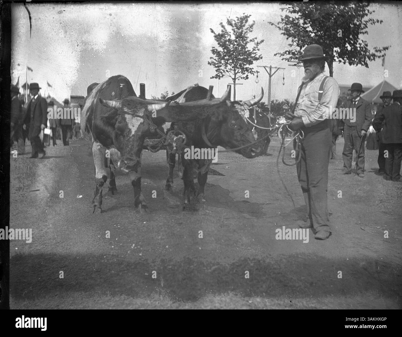 Questa immagine cattura un agricoltore che espone un giogo di buoi alla fiera statale del Minnesota, mettendo in evidenza il patrimonio agricolo e le mostre di bestiame durante l'evento. Foto Stock