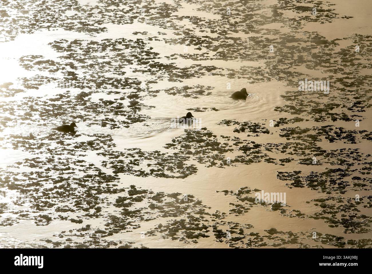 5 dicembre 2013 - Calgary, AB, Canada - Coots pagaiano in mezzo a pezzi di ghiaccio nel fiume Bow all'Edworthy Park di Calgary, alta, giovedì 5 dicembre 2013. Le temperature nella città erano intorno ai -20C durante il giorno; altre parti della provincia erano a metà degli anni '30 Lyle Aspinall/Calgary Sun/QMI Agency (immagine di credito: © Lyle Aspinall/QMI Agency/ZUMAPRESS.com) Foto Stock