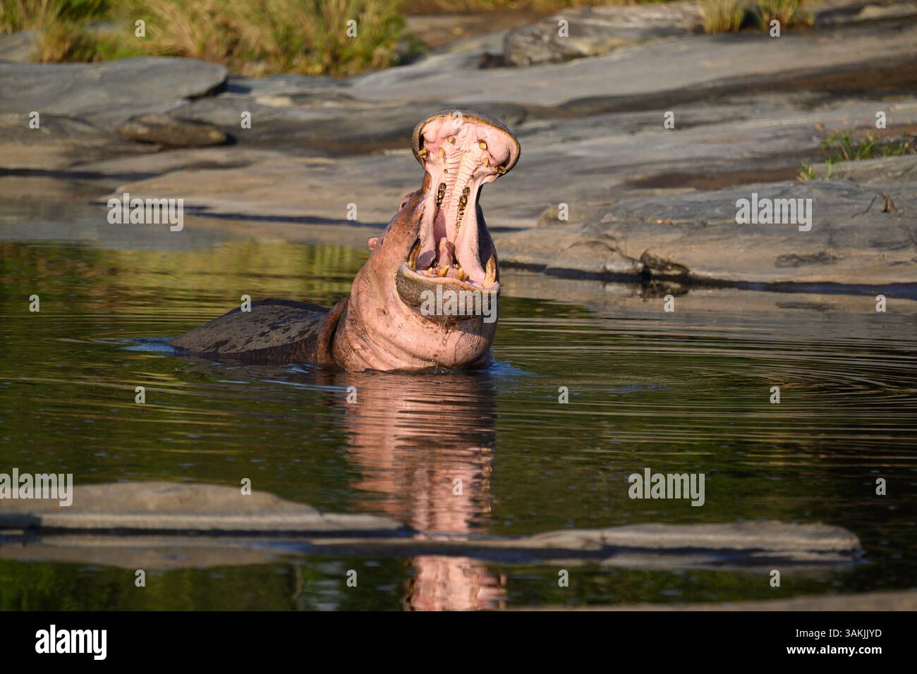 Ippopotamo in una pozza d'acqua con ampia esposizione difensiva a bocca aperta, Masai Mara, Kenya Foto Stock