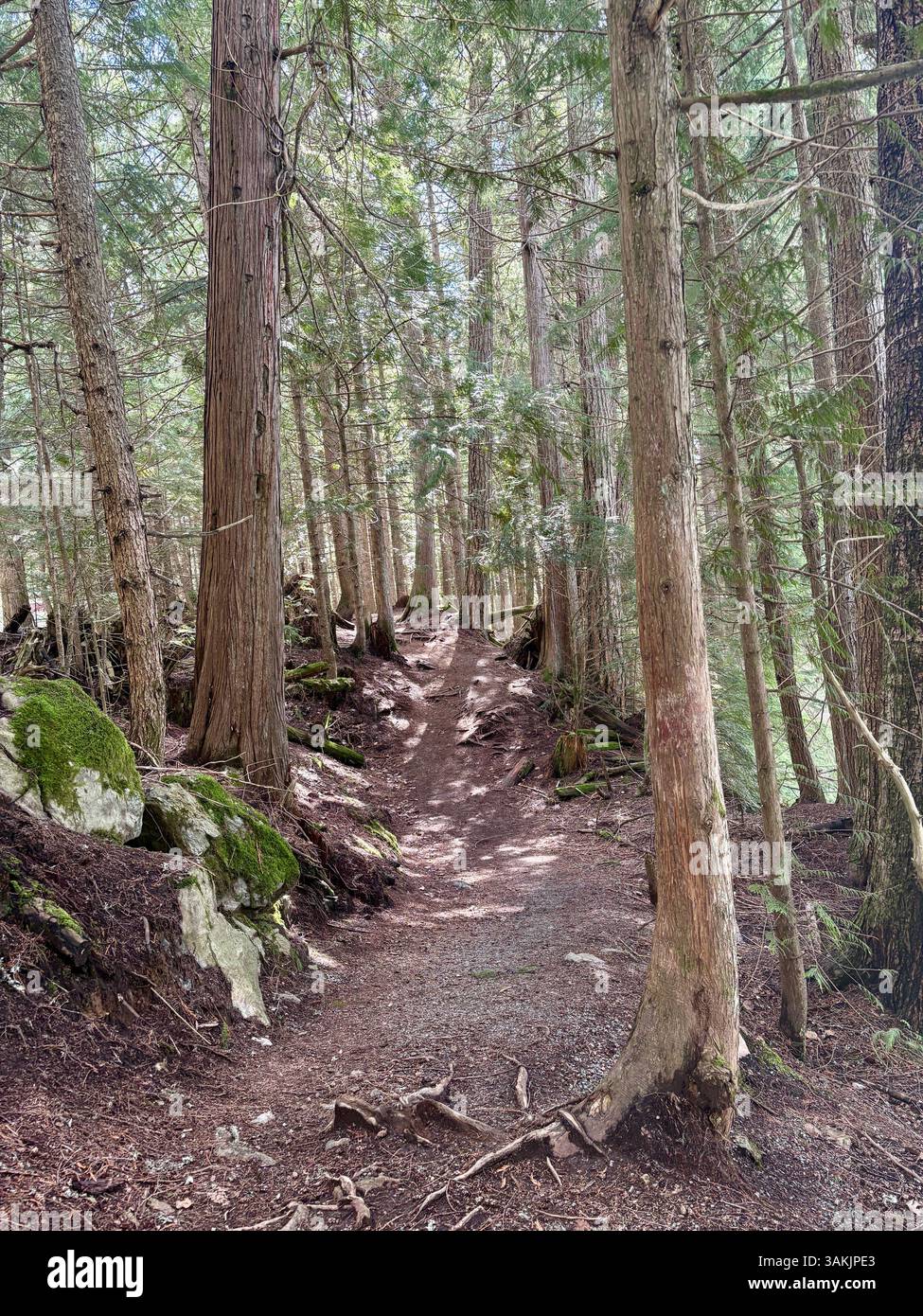 Sentiero forestale che si snoda attraverso alti alberi di cedro - Immagine stock catturata con smartphone