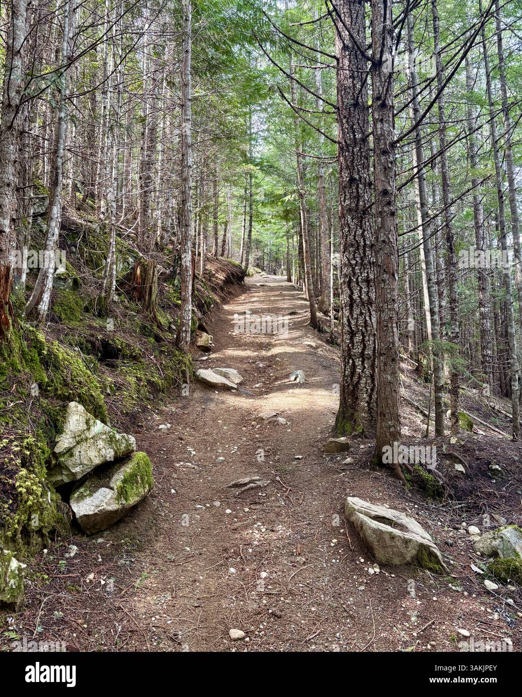 Sentiero escursionistico Dirt Hiking Trail attraverso la Foresta di conifere - Immagine stock catturata con smartphone