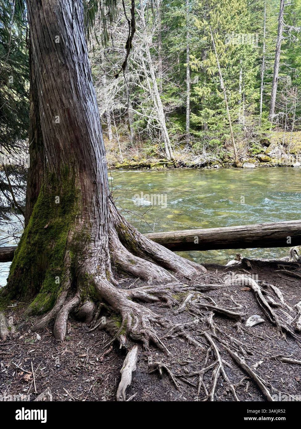 Radici di alberi esposti lungo il fiume Clear Forest - Immagine stock catturata con smartphone