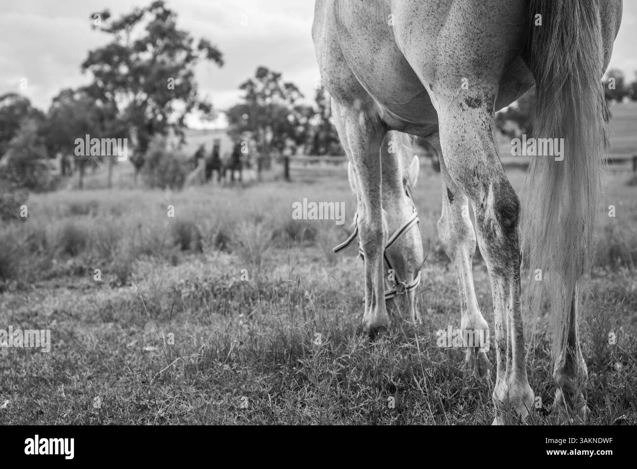 un cavallo al pascolo Foto Stock