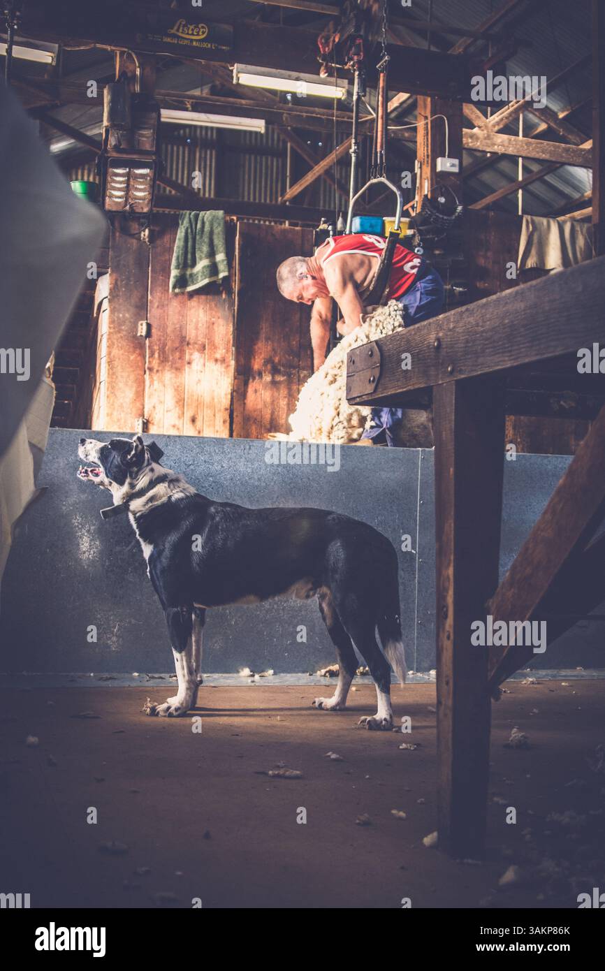 cane di pecora nel capanno di tosatura Foto Stock