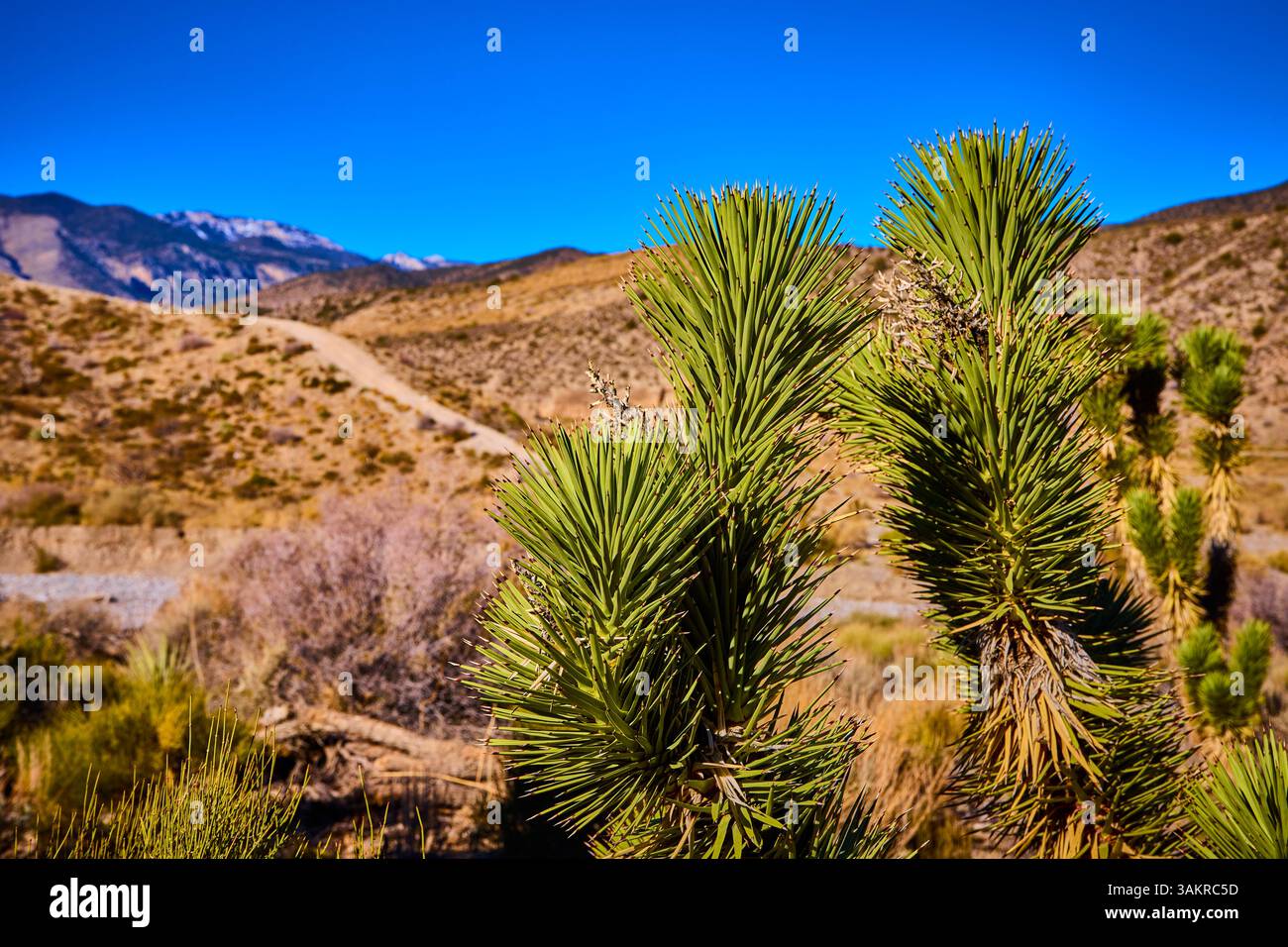Joshua Trees in Desert Landscape Nevada Eye-Level View Foto Stock