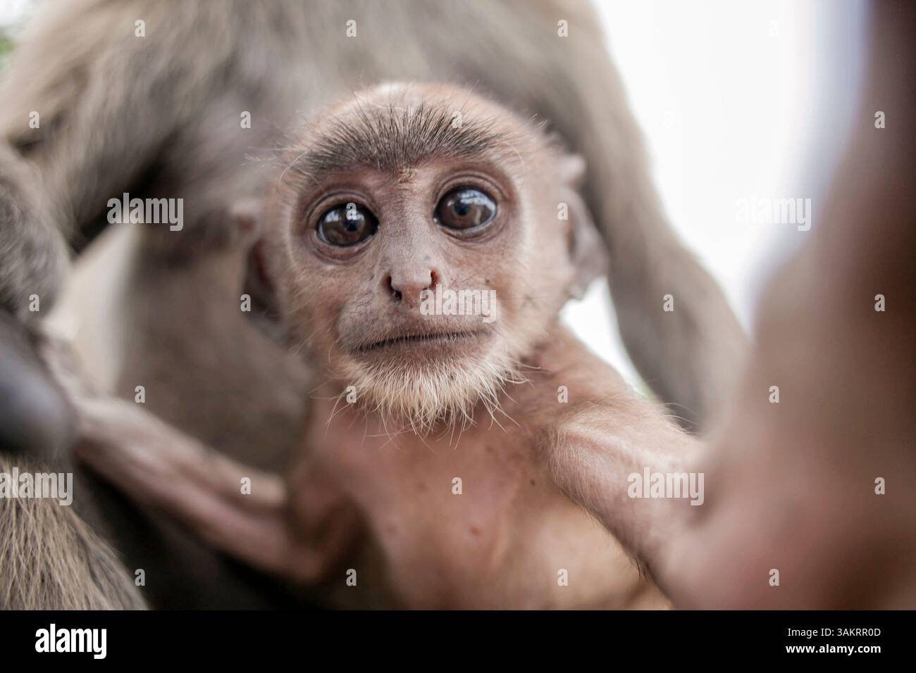 Primo piano di una curiosa scimmia con grandi occhi espressivi aggrappati alla madre, catturati alla luce naturale: Fotografia di animali selvatici Foto Stock