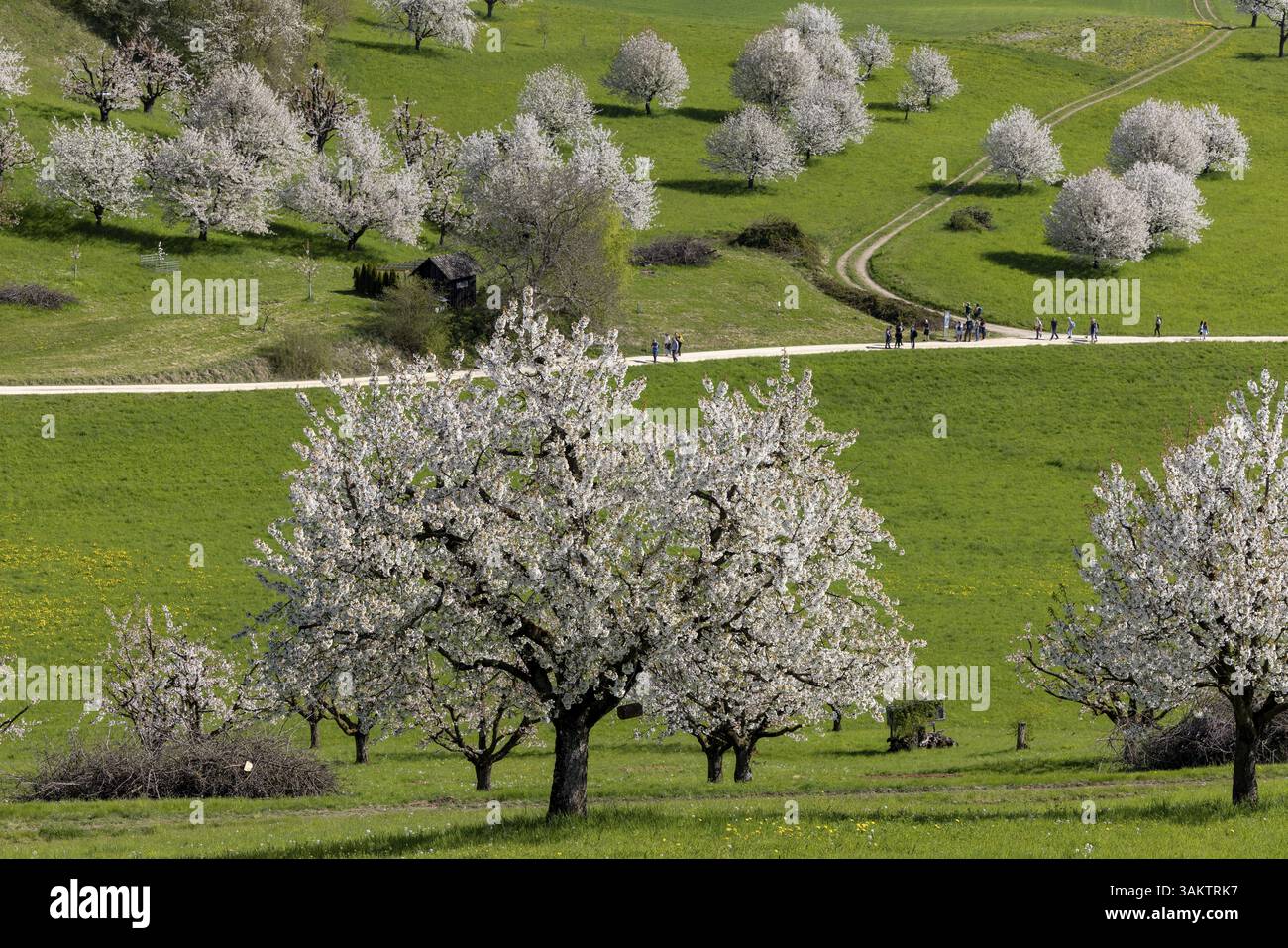 Ciliegio in piena fioritura, Fricktaler Kirschenweg, Gipf-Oberfrick, Fricktal, Argovia, Svizzera, Europa Foto Stock