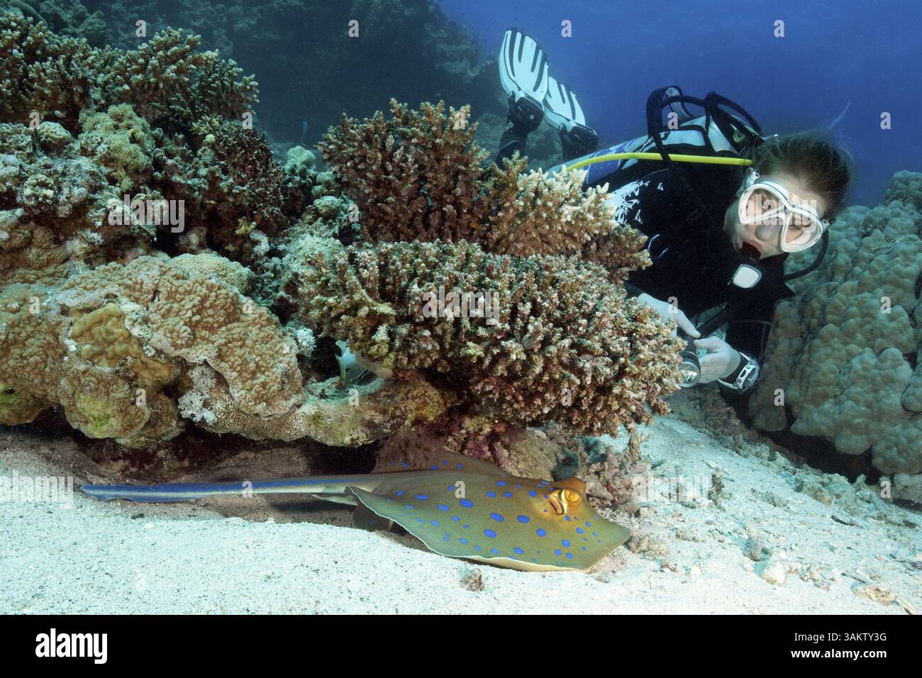 Foto subacquea di un subacqueo che guarda osservata a distanza ravvicinata la pastinaca maculata blu (Taeniura lymma) la pastinaca grigia con puntura velenosa giace sotto c Foto Stock