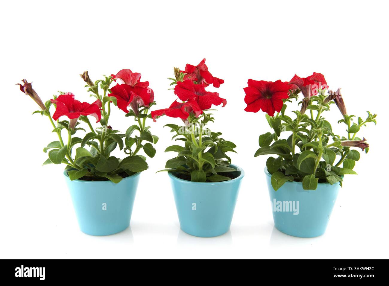 Riga con vasi di fiori e rosso nelle petunie per il giardino Foto Stock