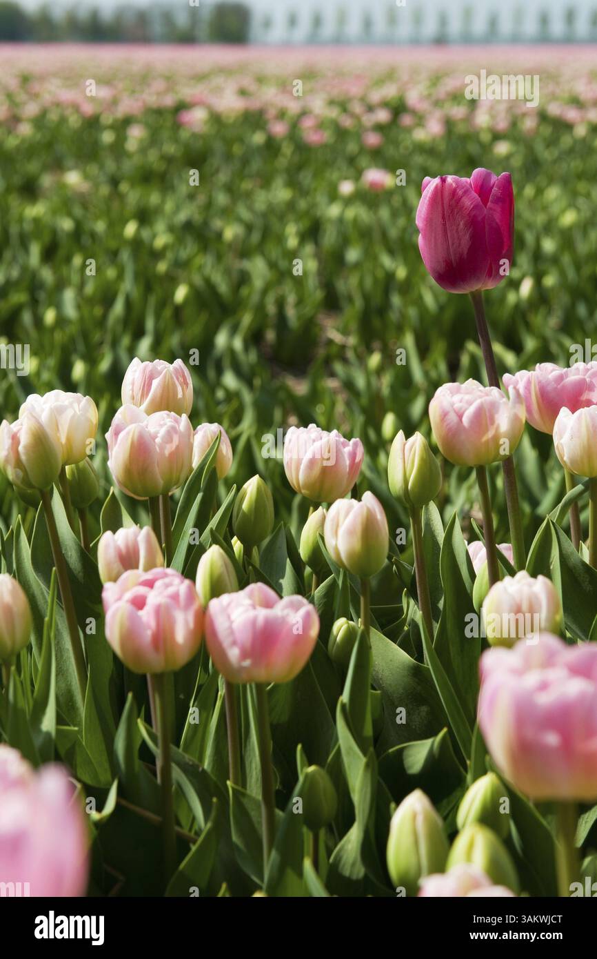 Tulipani olandesi nel paesaggio con bulbi da fiore Foto Stock