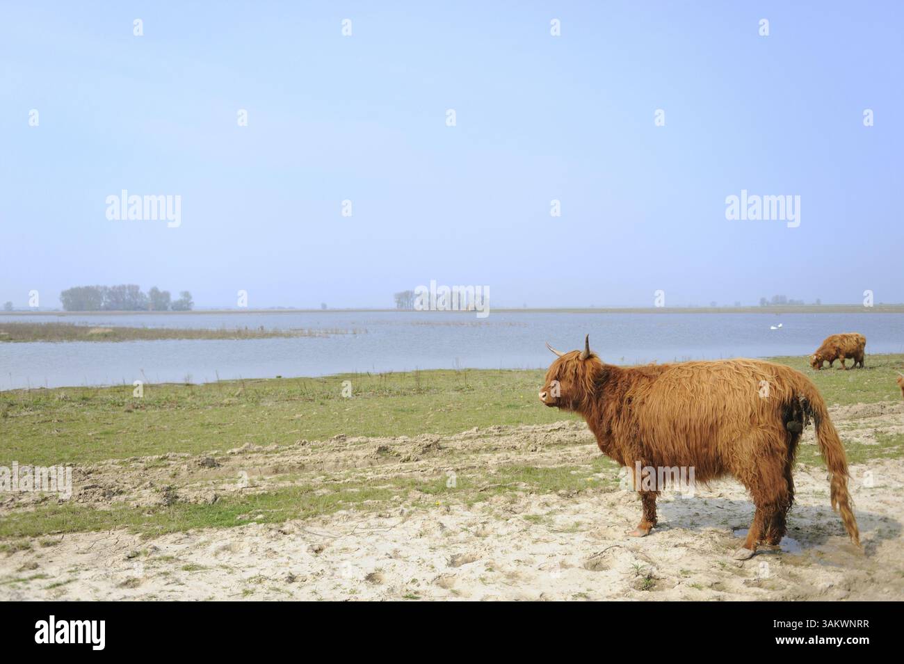 Highlander scozzese nel paesaggio fluviale Foto Stock