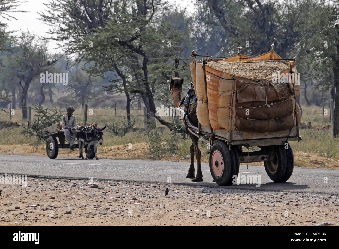 Jaipur, Rajasthan, India settentrionale, India, Asia, un cammello tira un carro carico su una scena di strada nel Rajasthan, in Asia Foto Stock