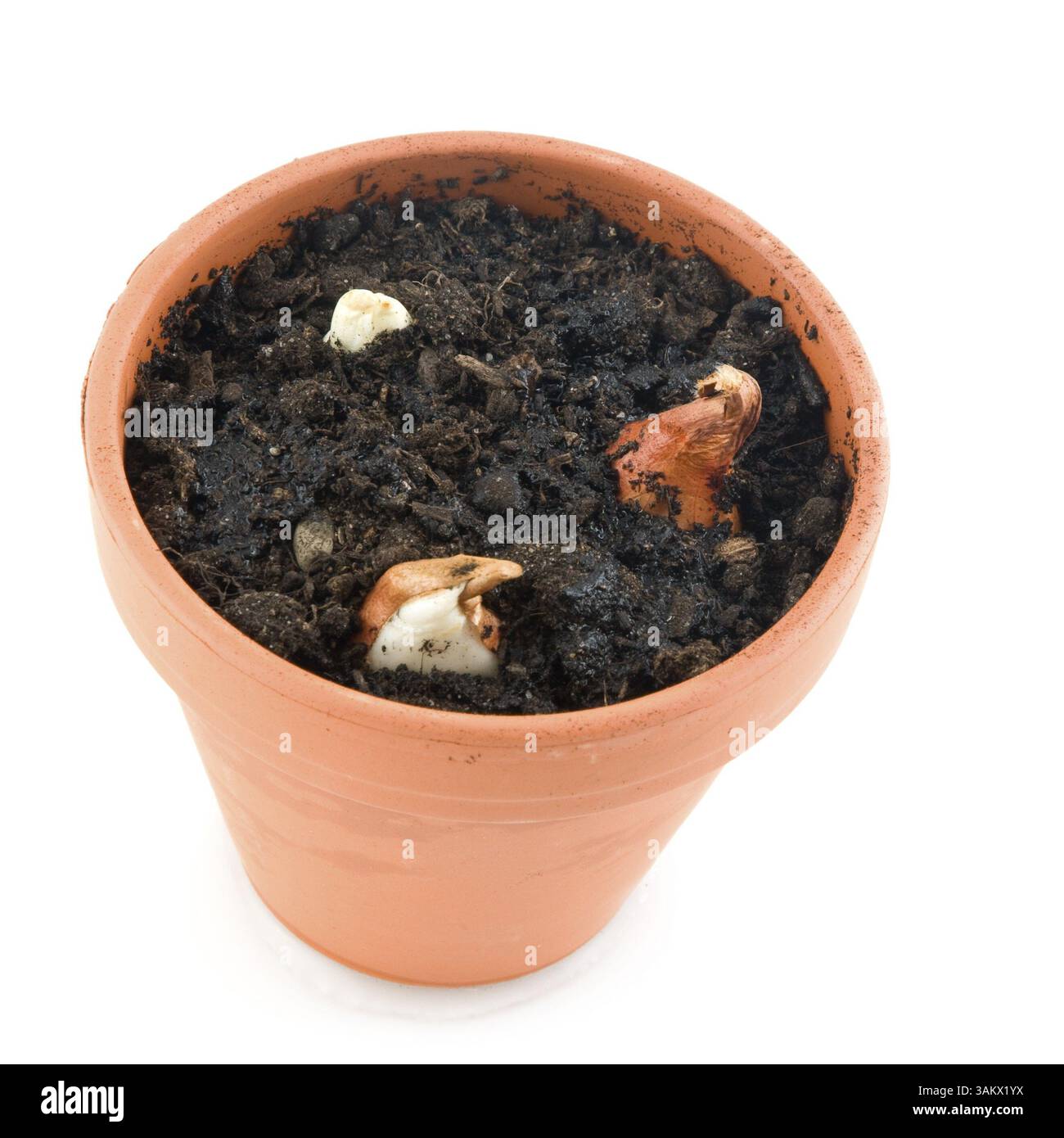 vaso di fiori con bulbi di tulipani Foto Stock
