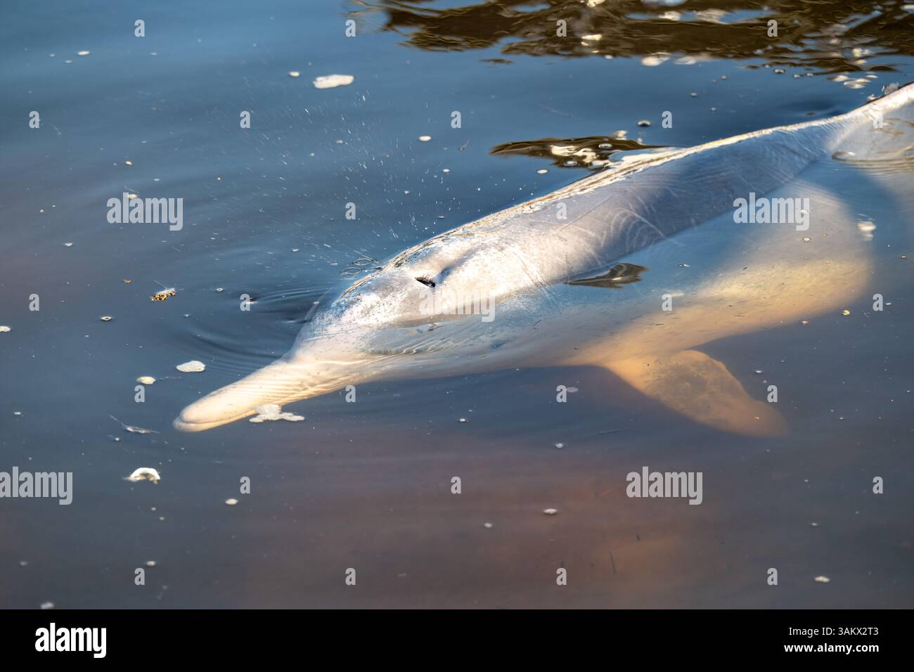 Avvistamento di delfini megattere australiani, Sousa sahulensis, Tin CAN Bay, Queensland, esperienza di alimentazione della fauna selvatica costiera Foto Stock
