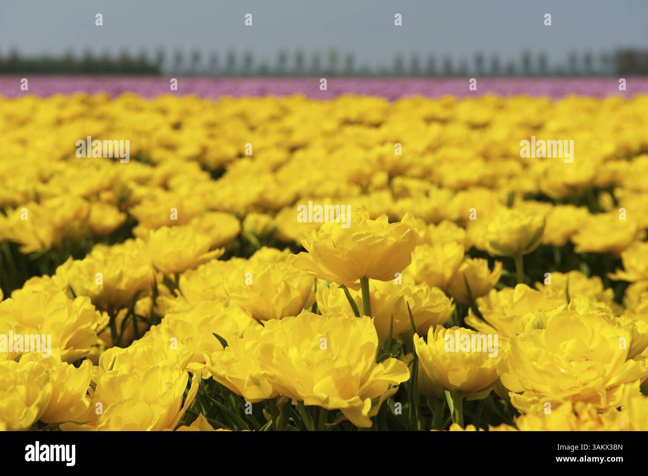 Doppia olandese tulipani gialli nel paesaggio con bulbi da fiore Foto Stock