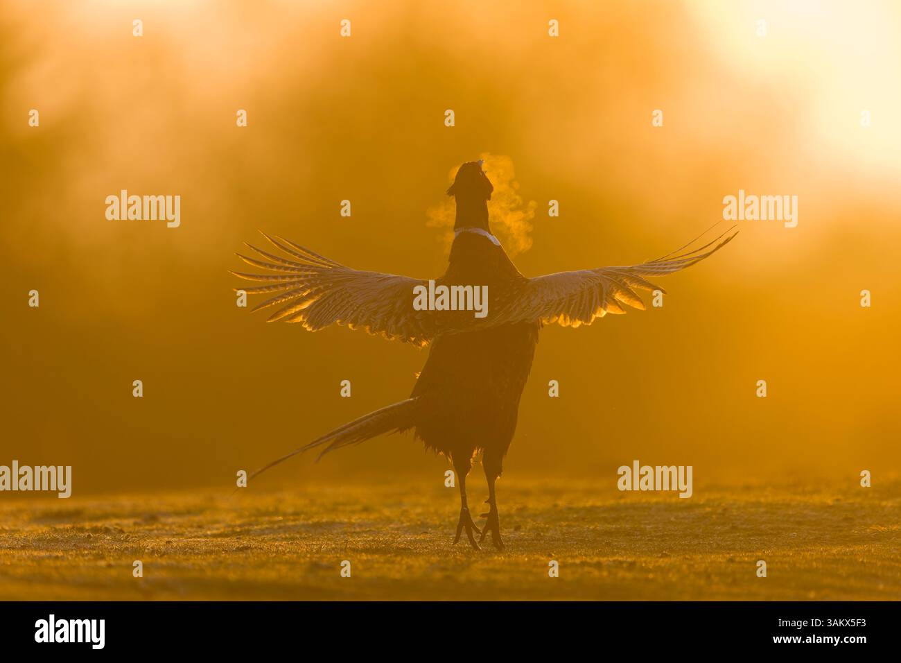 Fagiano comune Phasianus colchicus, maschio adulto che chiama e sbatte ali in mostra territoriale all'alba, Suffolk, Inghilterra, aprile Foto Stock