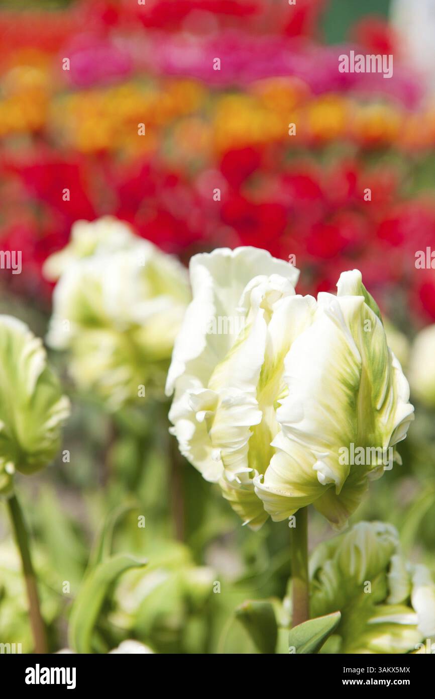 Speciali tulipani di pappagallo bianco nei campi olandesi Foto Stock