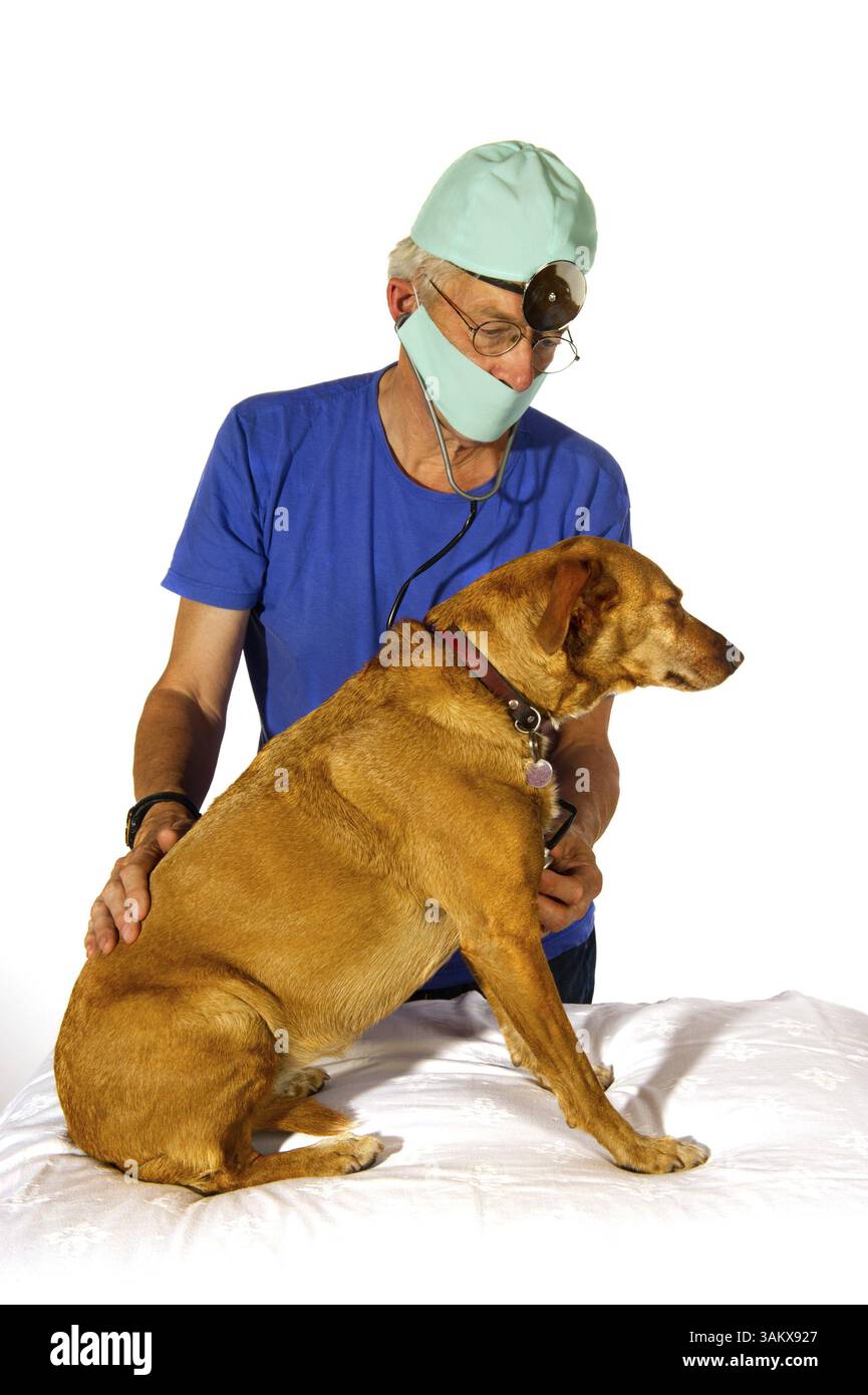 Cane per un esame dal veterinair Foto Stock