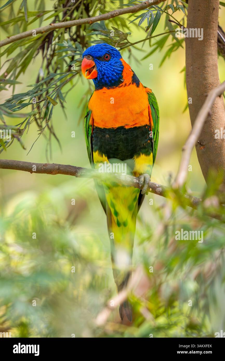 Lorikeet con colletto rosso - Trichoglossus rubritorquis, splendido pappagallo colorato proveniente da foreste e boschi australiani. Foto Stock