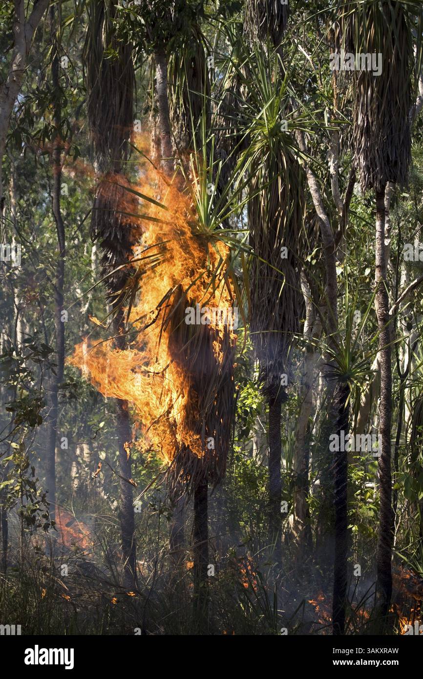 Foresta tropicale in fiamme come un disastro naturale Foto Stock