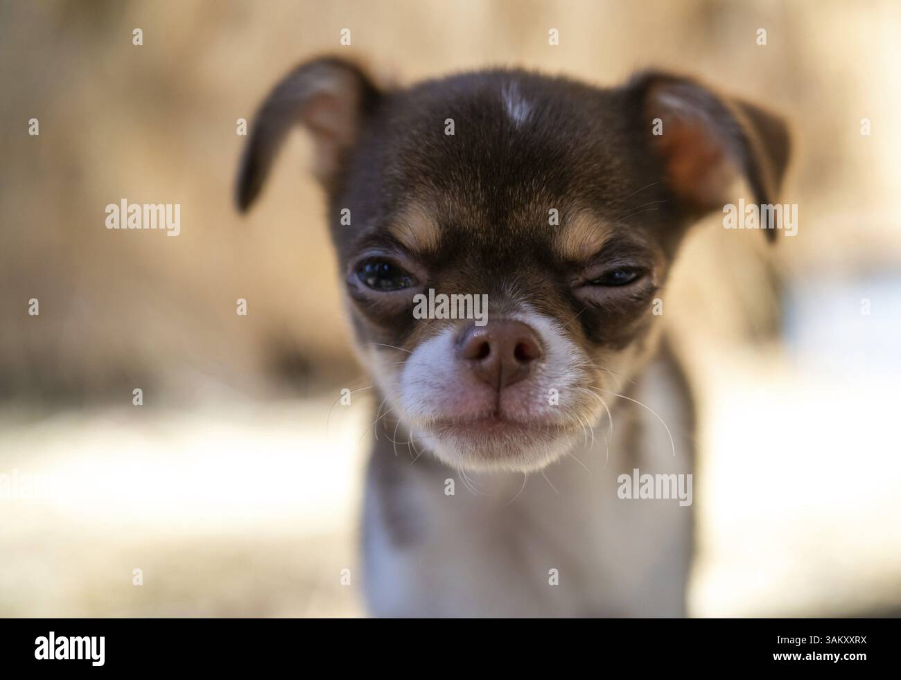 Un piccolo cucciolo di Chihuahua marrone e bianco sembra solcare la fronte con un look povero, su uno sfondo morbido Foto Stock