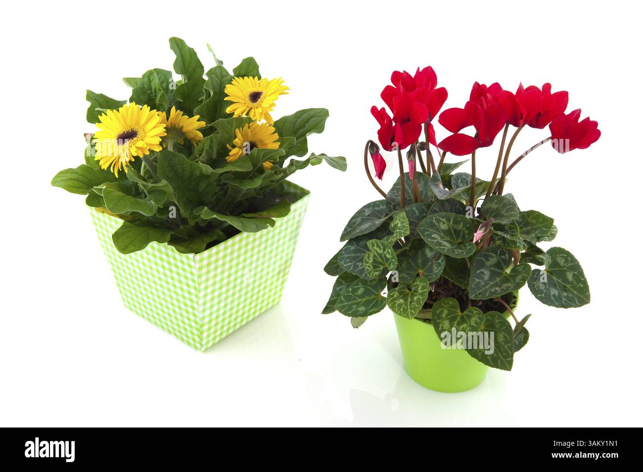 Rosso ciclamino e giallo Gerber allegri con vasi di fiori isolati su bianco Foto Stock