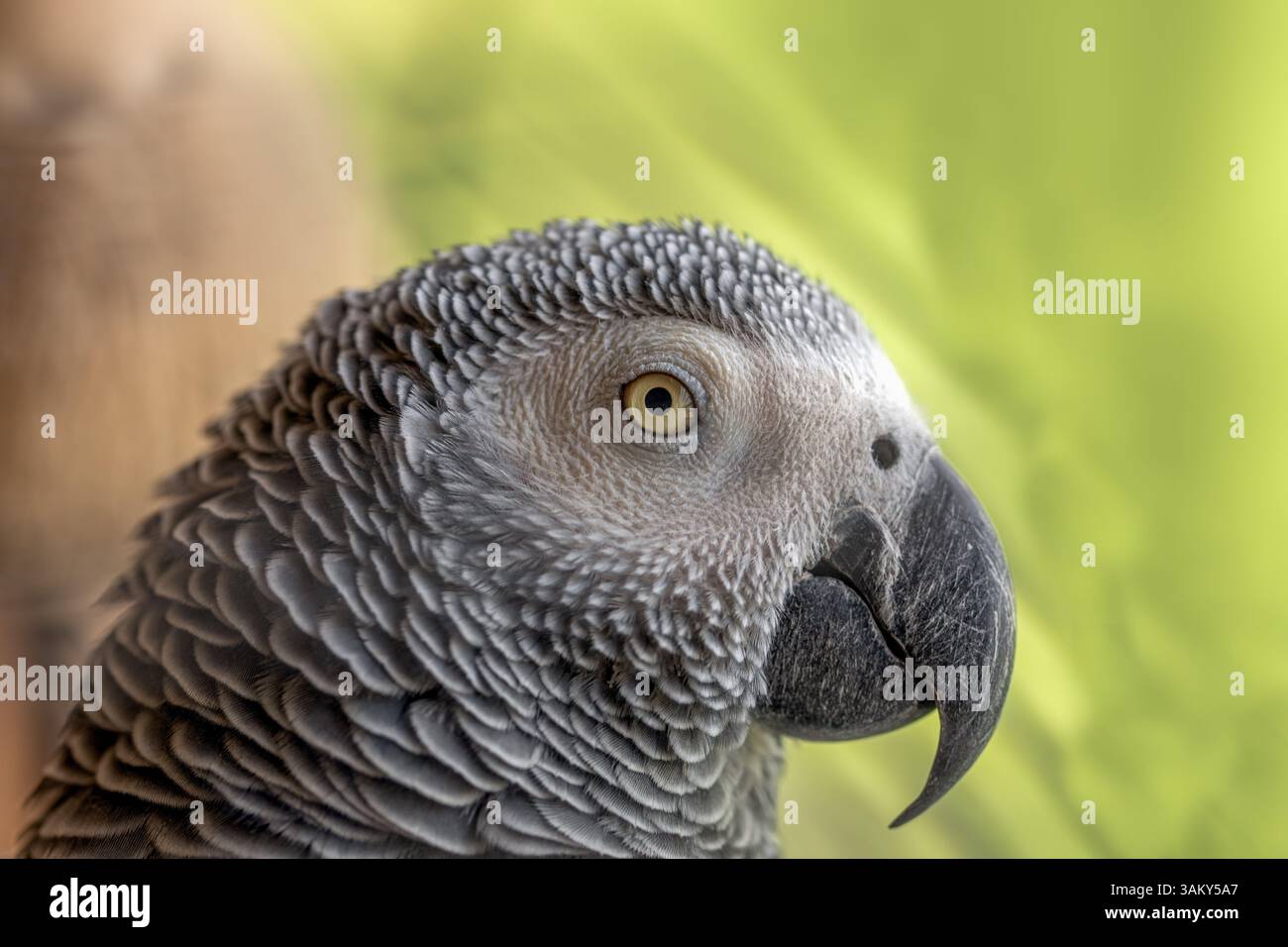 Dettagli macro della testa di un pappagallo grigio con il suo bellissimo piumaggio e l'occhio giallo su sfondo verde Foto Stock
