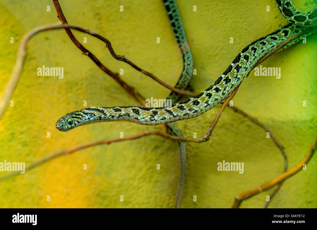 Serpente che mangia le uova (Dasypeltis scabra) Reptilia Foto Stock